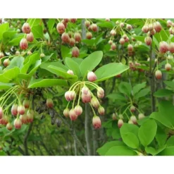 Outlet 1 ENKIANTHUS CAMPANULATUS VÄXTER I 19CM KRUKA Buskar