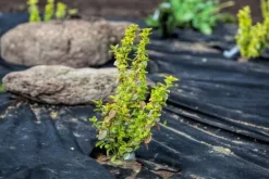 60 m² Trädgårdsfleece Ogräsbekämpningstyg Ogräsfoder Mulchfoder Mulchtyg 150 g/m² 1 m w. Markduk & Fiberduk