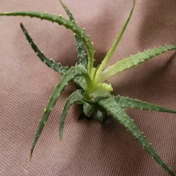 Hot 63 m² Trädgårdsfleece Ogräsbekämpningstyg Mulchtyg 80 g 1,4 m bred brun Markduk & Fiberduk