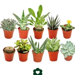 Sale 10 olika suckulenter 5,5 cm kruka i ett set Krukväxter Inomhus