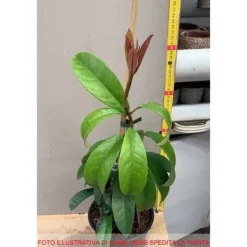 1 PLANT OF PILEOSTEGIA VIBURNOIDES POT 17CM OUTDOOR CLIMBING PLANTS
