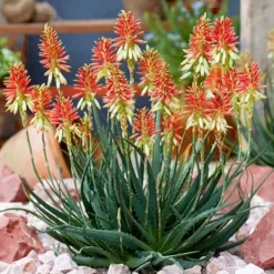 1 PUNKT AV ALOE SAFARI SUNRISE I TOPP 19CM, UTOMHUSVÄXTER, SUCCULENTER