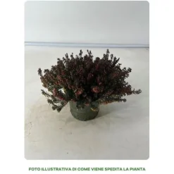 Discount 1 RÖD HEATH PLANTA I 12CM KRUKA, UTEVÄXTER, STÄNDIGGRÖN, BALKONGBLOMMNAR Trädgårdsväxter