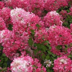 1 ST HYDRANGEA ORTENSIA PANICULATA DIAMANT ROUGE KRUKA 18CM lövfällande Buskar