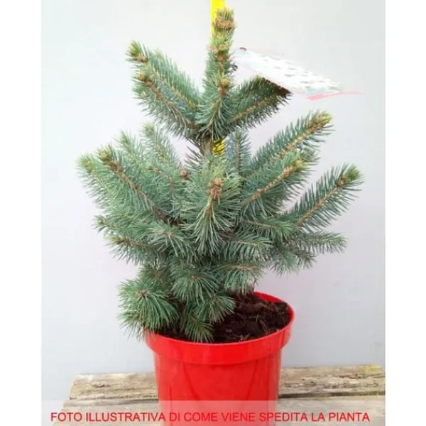 New 1 STÅENDE GRANSPIK I KRUKA 19CM DVÄRGNÅL Träd