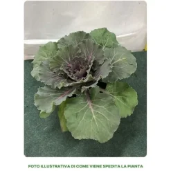 Sale 1 STYCK KÅL VÄXTER BRASSICA KRUKA 14CM, VÄXTER FÖR UTOMHUSBRUK Trädgårdsväxter