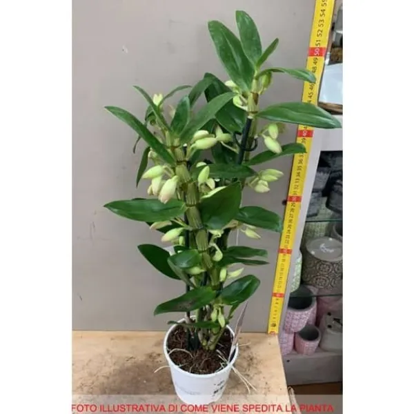 New 1 STYCK ORKIDÉ DENDROBIUM FUXIA ELLER VIT ASSORTERAD I KRUKA 12CM Krukväxter Inomhus