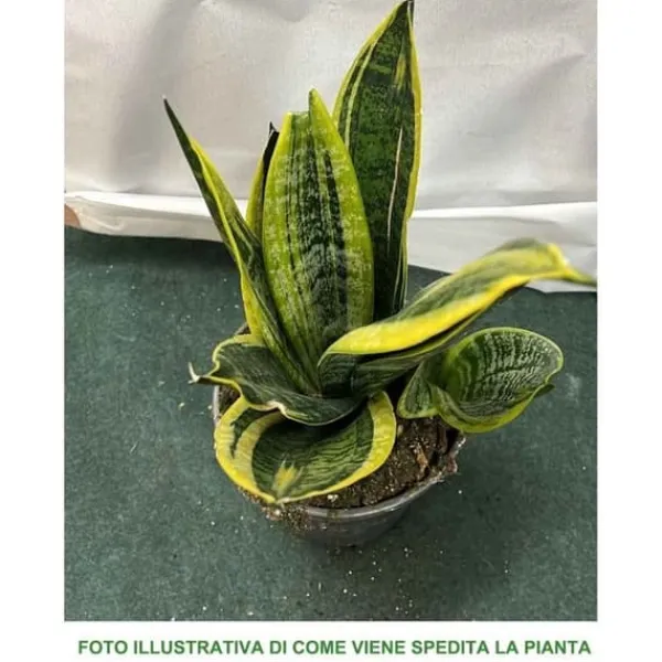 Outlet 1 STYGA SANSEVIERIA GOLD FLAME I KRUKA 17CM FÖR INOMHUS APPARTEMENT SVAIGARENS TUNGA Krukväxter Inomhus