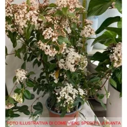 Online 1 VIBURNUM TINUS VÄXTER I 19CM KRUKA EVIGT GRÖN BUSKE Buskar