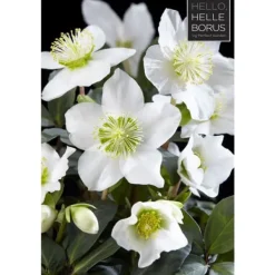 Best 1 VÄXT AV HELLEBORUS CHRISTMAS CAROL XL RÖD JULEKRAFT VAS 17CM ELLEBORO PERENNE JUL Blommor