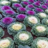 1 VÄXT AV PRYDNADSKÅL BRASSICA KRUKA 14CM, BALKONGBLOMMAR Trädgårdsväxter