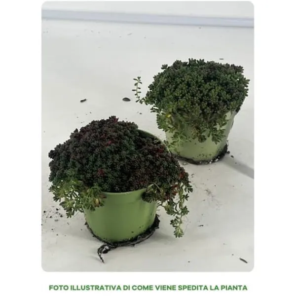 1 VÄXT AV SEDUM I BLANDAT URVAL KRUKA 13CM