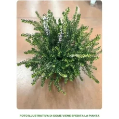 Hot 1 VÄXT ERICA DARLEYENSIS ROSA I 12CM KRUKA, UTOMHUSVÄXTER, STÄNDIGGRÖN, BLOMMOR FÖR BALKONG Blommor