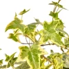 Discount 1 VÄXTA AV EDERA HELIX VARIEGATA KRUKA 9CM klätterväxt vägg pergola Trädgårdsväxter