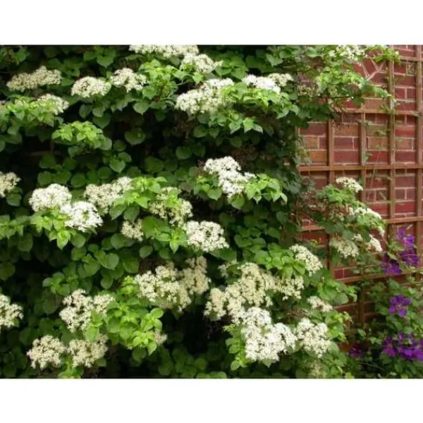 1 VÄXTA HORTENSIA HYDRANGEA ANOMALA PETIOLARIS KÄRL 17CM Klättrande
