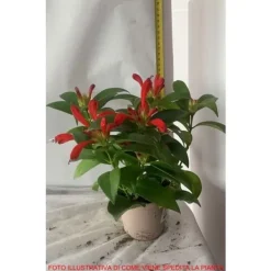 Online 1 VÄXTHUS AESCHYNANTHUS CARINA KRUKA 11CM Krukväxter Inomhus