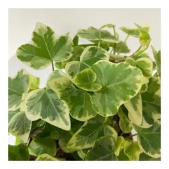 1 VÄXTS I EDERA WHITE WONDER I KRUKA 9CM klättrande inomhusplanta som renar luften