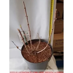 Hot 1 VÄXTTYP AV WEIGELA EBONY AND IVORY VAS 23CM LÖVFALLANDE Buskar