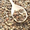 Sale 110 x Moringa Oleifera Seeds hand Selected Finest Immune Quality NON-GMO Herb Fröer & Lökar