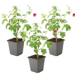 Clearance Afrikansk malva - Set om 3 - Anisodontea 'El Rayo' - Höjd 25-40cm - ⌀9cm Buskar