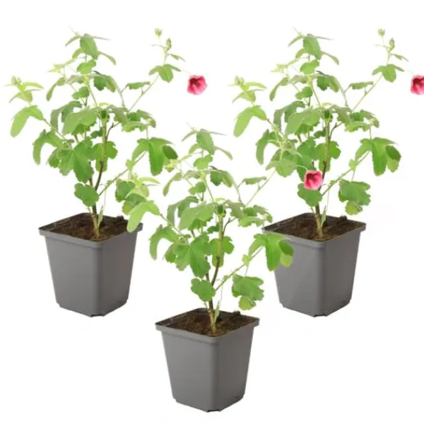 Clearance Afrikansk malva - Set om 3 - Anisodontea 'El Rayo' - Höjd 25-40cm - ⌀9cm Buskar