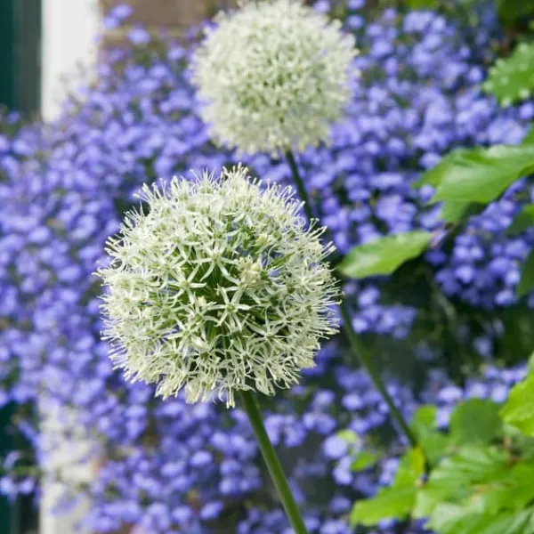 Sale Allium lökar - Set om 6 - Allium 'Mount Everest' - Blomlökar - Vit Fröer & Lökar