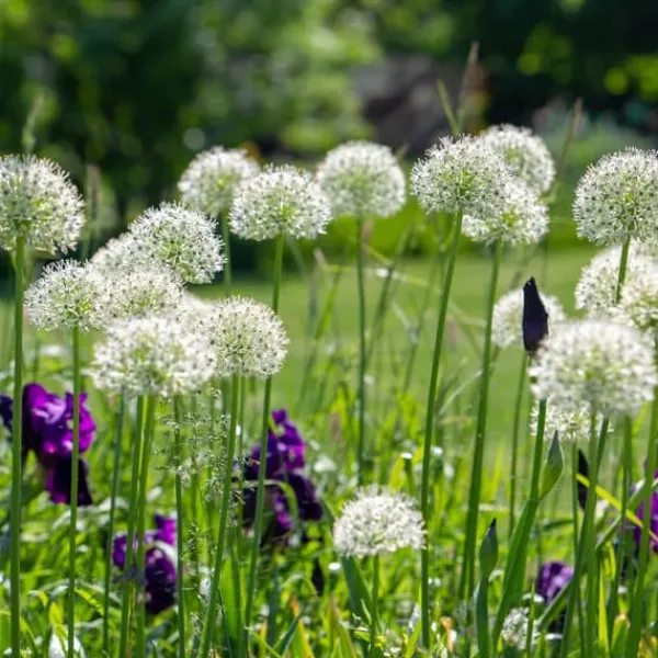 Sale Allium lökar - Set om 6 - Allium 'Mount Everest' - Blomlökar - Vit Fröer & Lökar