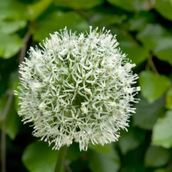 Sale Allium lökar - Set om 6 - Allium 'Mount Everest' - Blomlökar - Vit Fröer & Lökar