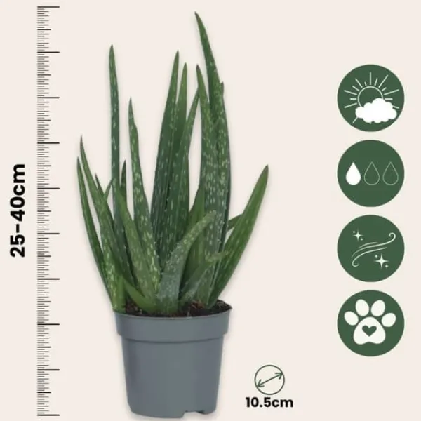 Aloe vera - Set om 3 - Aloe barbadensis - Höjd 25-40cm - ⌀10,5cm Krukväxter Inomhus