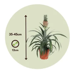 Sale Ananasväxt - Set om 2 - Ananas comosus 'Mi Amigo' - Höjd 35-45cm - ⌀12cm Krukväxter Inomhus