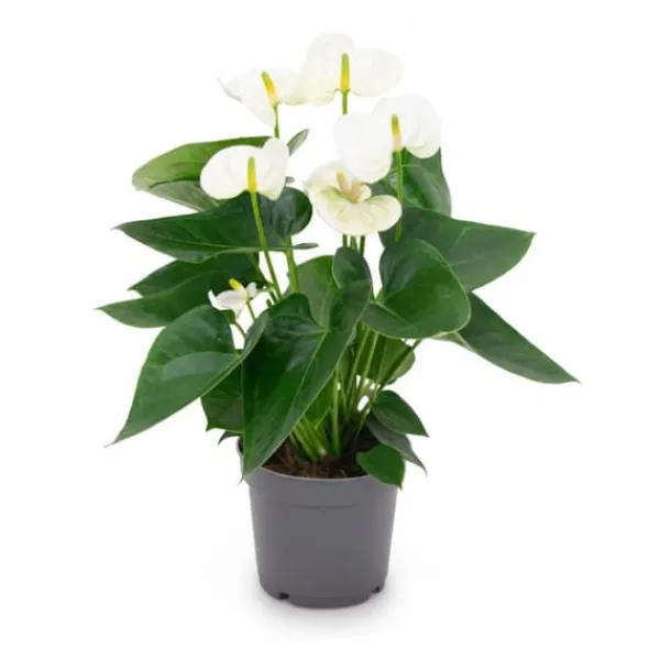 Outlet Anthurium Vit Krukväxt Ø12 cm Höjd ca 43 cm Krukväxter Inomhus