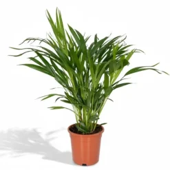 Hot Areca Guldpalm Ø17 cm, Höjd ca 60 cm - Grönskande Inomhusväxt Krukväxter Inomhus