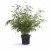 Bamboe Fargesia Rufa i Kruka Ø29cm, Höjd ca 80cm