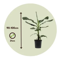 Bananväxt - Set om 2 - Musa 'Dwarf Cavendish' - Höjd 90-100cm - ⌀21cm