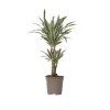 Clearance Banddracena - Dracaena deremensis 'White Stripe' - Höjd 60-70cm - ⌀17cm Krukväxter Inomhus