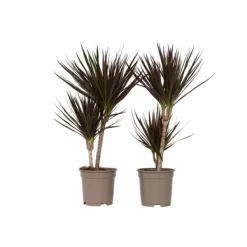 Clearance Banddracena - Set om 2 - Dracaena marginata 'Magenta' - Höjd 70-80cm - ⌀17cm Krukväxter Inomhus