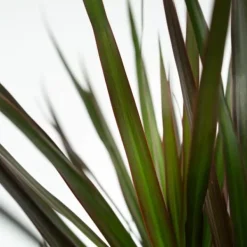 Clearance Banddracena - Set om 2 - Dracaena marginata 'Magenta' - Höjd 70-80cm - ⌀17cm Krukväxter Inomhus