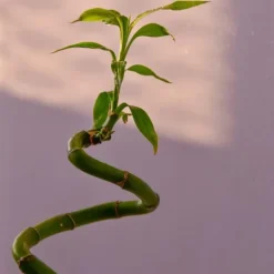 Outlet Banddracena - Set om 12 - Dracaena sanderiana - Höjd 40-50cm - ⌀2cm Krukväxter Inomhus