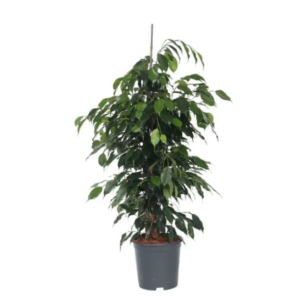 Outlet Benjaminfikus - Ficus benjamina 'Danielle' - Höjd 100-110cm - ⌀21cm Krukväxter Inomhus