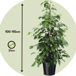 Outlet Benjaminfikus - Ficus benjamina 'Danielle' - Höjd 100-110cm - ⌀21cm Krukväxter Inomhus