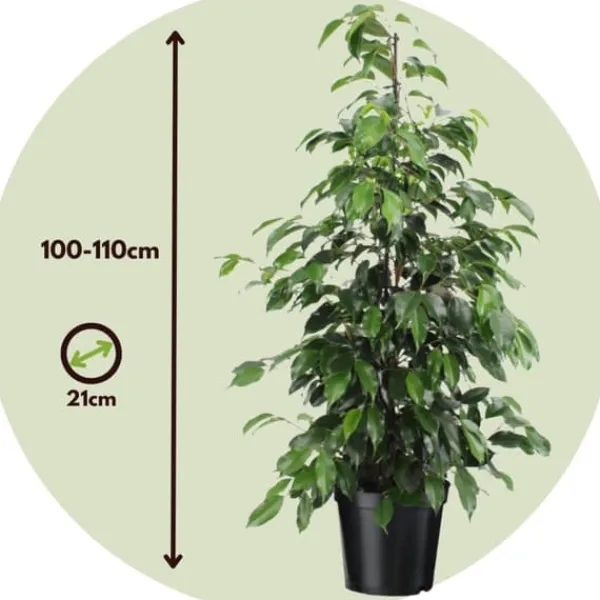 Outlet Benjaminfikus - Ficus benjamina 'Danielle' - Höjd 100-110cm - ⌀21cm Krukväxter Inomhus