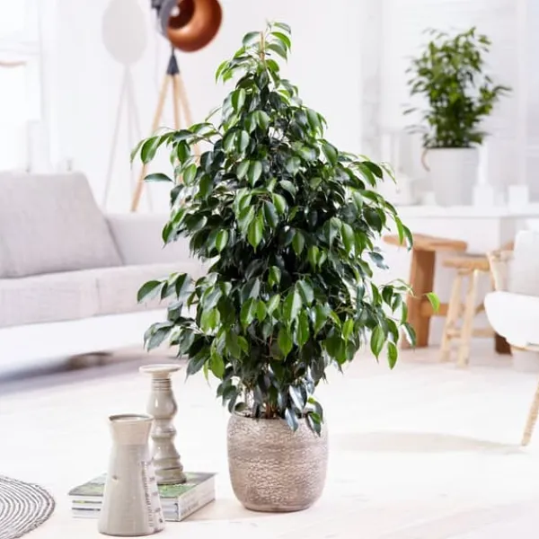 Outlet Benjaminfikus - Ficus benjamina 'Danielle' - Höjd 100-110cm - ⌀21cm Krukväxter Inomhus