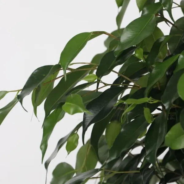 Outlet Benjaminfikus - Ficus benjamina 'Danielle' - Höjd 100-110cm - ⌀21cm Krukväxter Inomhus