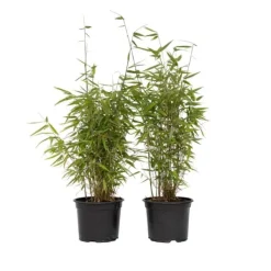 Sale Bergbambu - Set om 6 - Fargesia nitida 'Red Dragon' - Höjd 60-80cm - ⌀17cm Buskar