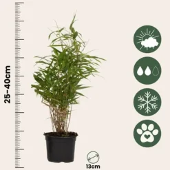 Bergbambu - Set om 6 - Fargesia rufa - Höjd 25-40cm - ⌀13cm