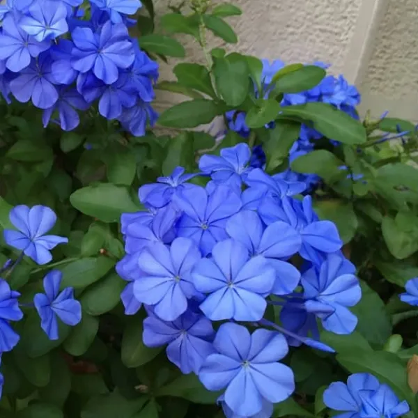 New Blå blyblomma - Set om 6 - Plumbago auriculata - Höjd 25-40cm - ⌀9cm Blommor