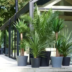 Online Blanda utomhuspalmer - Set om 6 - Outdoor Palmmix - Pokon - Höjd 50-70cm - ⌀15cm Trädgårdsväxter