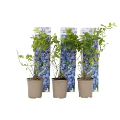 Discount Blåbär - Set om 6 - Vaccinium corymbosum 'Sunshine Blue' - Höjd 25-40cm - ⌀9cm Buskar