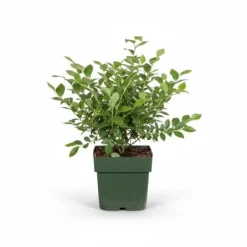 New Blåbärsbuske 'Reka' 45 cm i kruka Ø13 cm Buskar