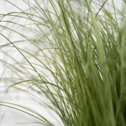 Blåsvingel - Set om 9 - Festuca glauca 'Elijah Blue' - Höjd 10-15cm - ⌀9cm
